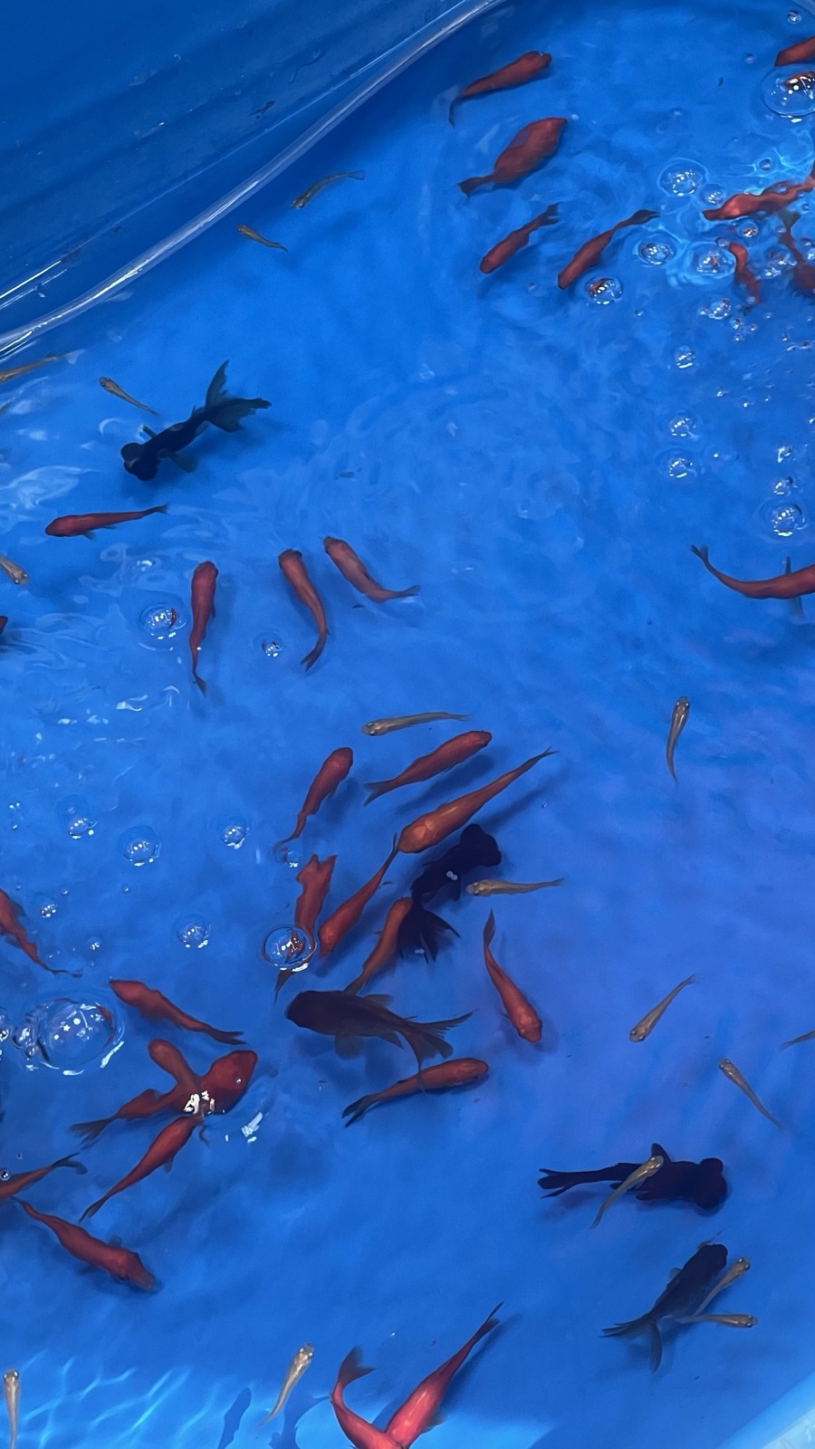 お祭りの屋台や、会場を楽しげに歩く人の流れを撮影している様子