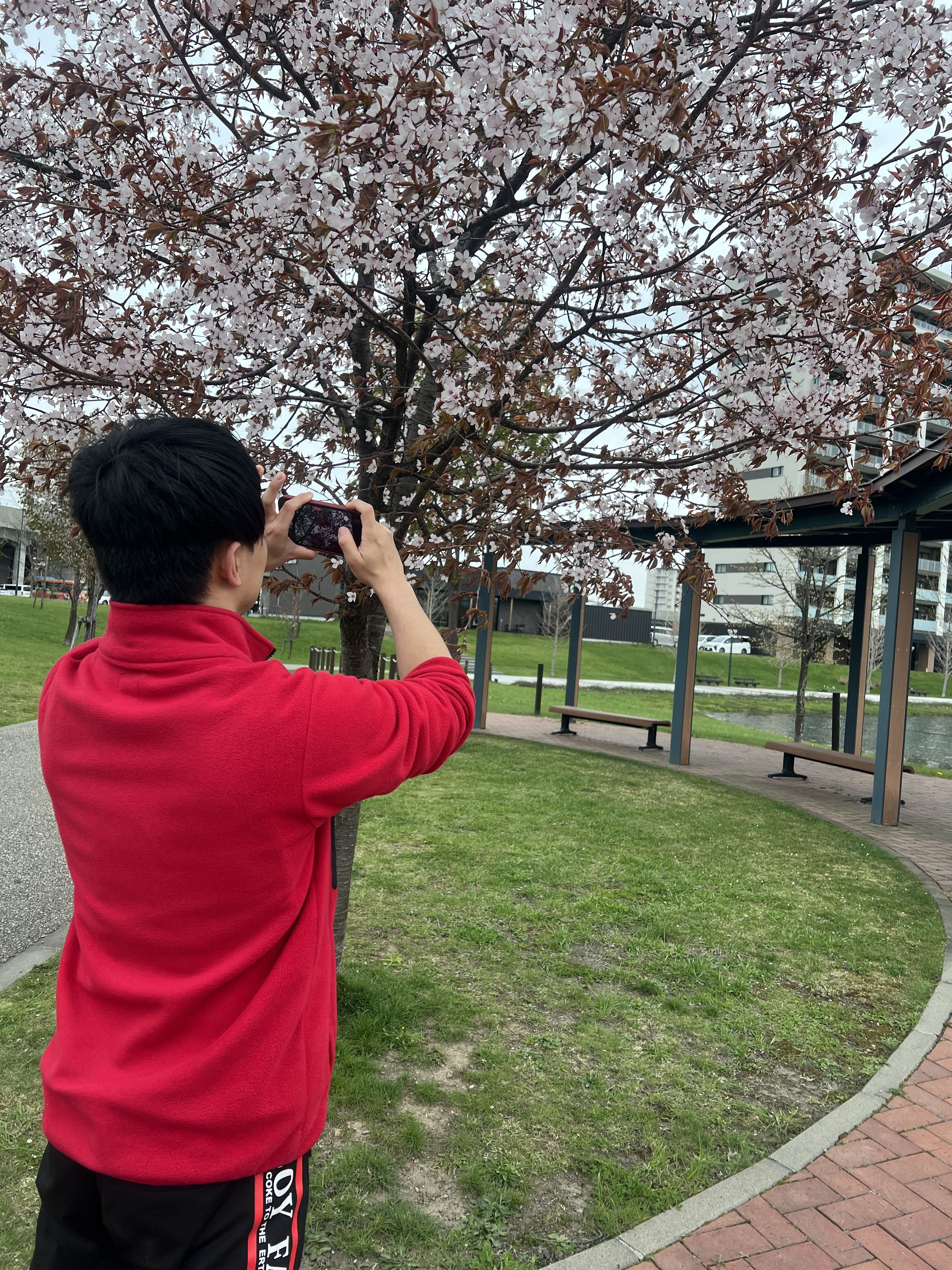 旭川の駅前エリアを歩きながら撮影する様子。桜が咲いている